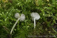 Kleine breedplaatmycena